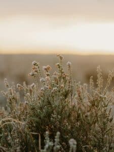 Flowers in a scenic landscape symbolize growth, renewal, emotional healing, and a sense of peaceful restoration.