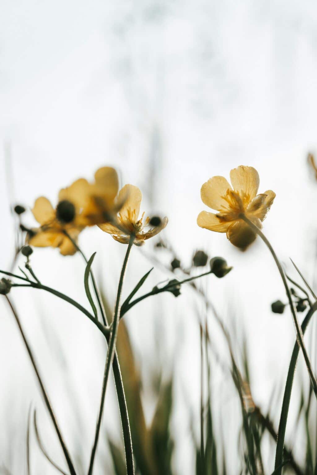delicate yellow wildflowers bloom against a bright sky