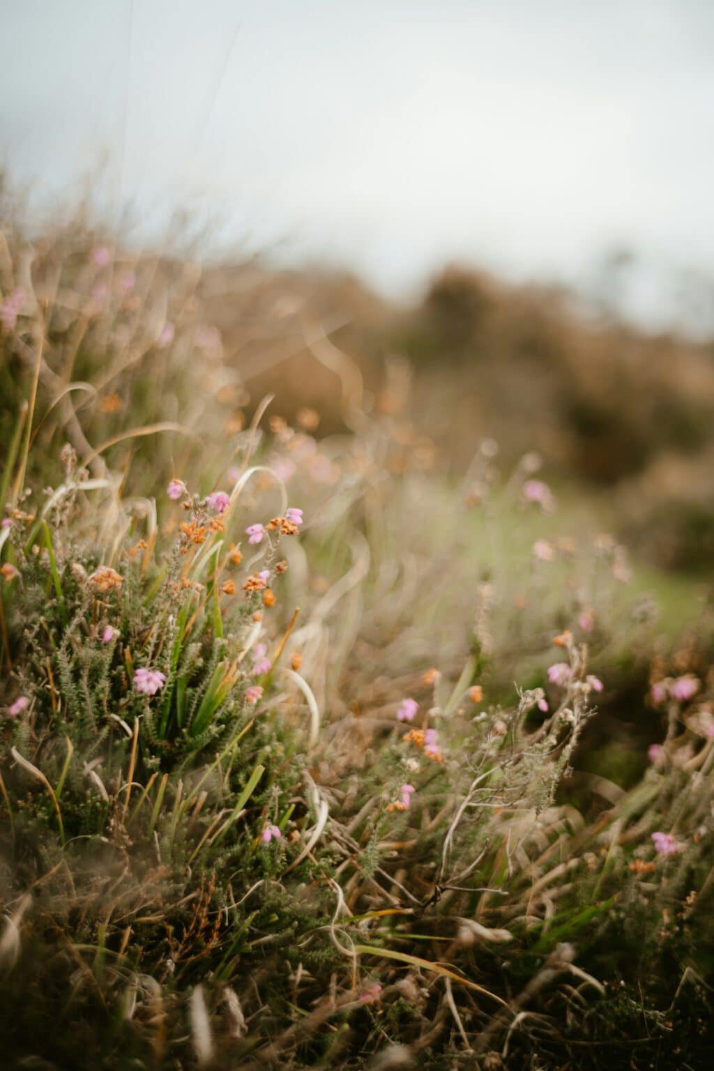 delicate yellow wildflowers bloom against a bright sky