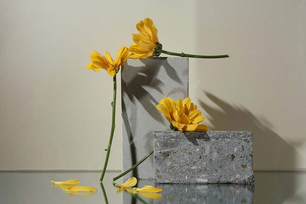 two-yellow-flowers-on-concrete-blocks