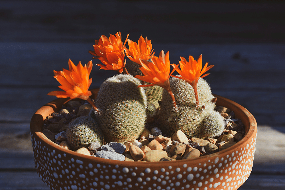 a cactus with orange flowers