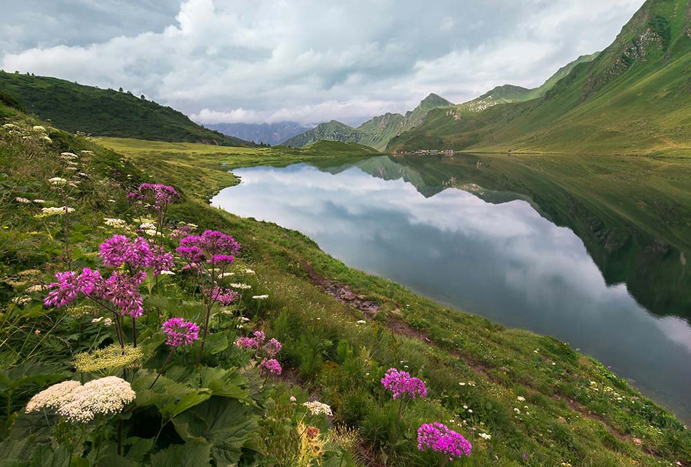 Purple flowers blooming across a green grass field.